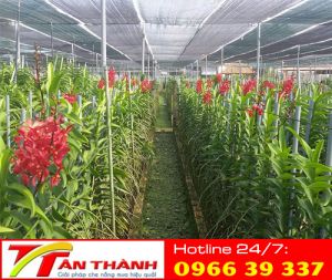 Lưới che giàn, vườn hoa lan
